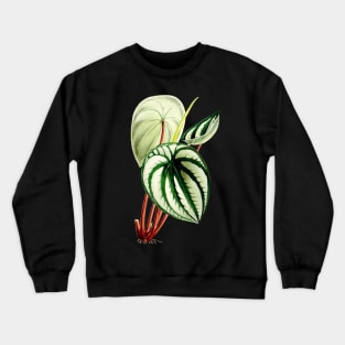 Peperomia argyreia - Curtis' botanical magazine - Botanical Illustration Crewneck Sweatshirt